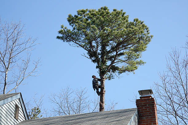 How Our Tree Care Process Works  in  Midlothian, VA